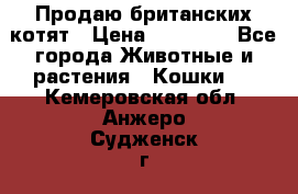 Продаю британских котят › Цена ­ 30 000 - Все города Животные и растения » Кошки   . Кемеровская обл.,Анжеро-Судженск г.